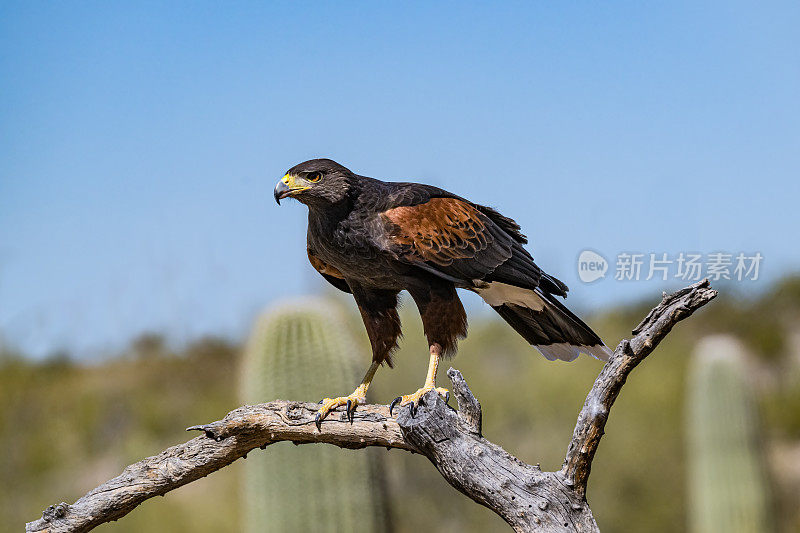 哈里斯鹰(Parabuteo unicinctus)，也被称为湾翼鹰、黑鹰和狼鹰。从美国西南部繁殖到智利、阿根廷中部和巴西的猛禽。索诺兰沙漠，亚利桑那州。